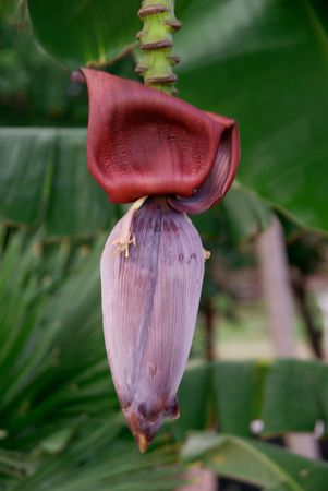  Bananaの写真素材