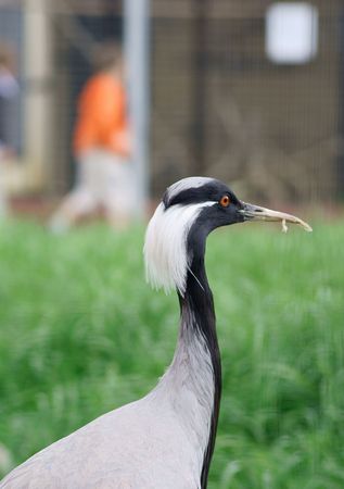    1. crane    2. shadoofの写真素材