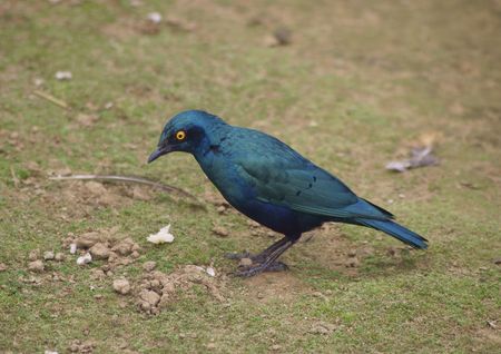 Starlingの写真素材