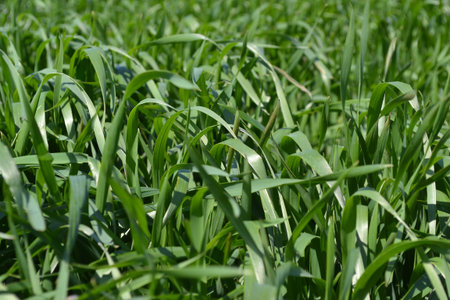 green wheat