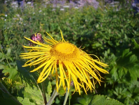 mountain flowersの写真素材