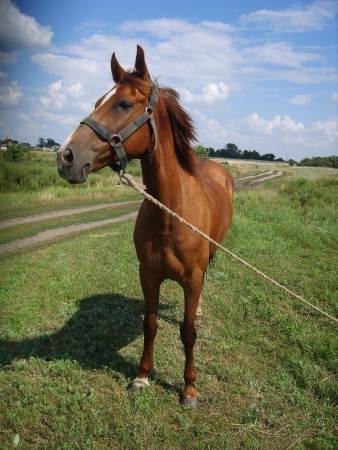 horsesの写真素材