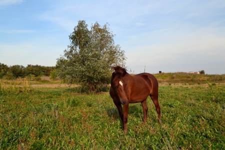 horsesの写真素材