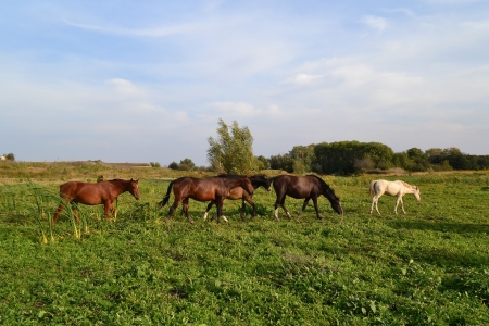 horsesの写真素材