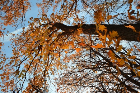 autumnの写真素材
