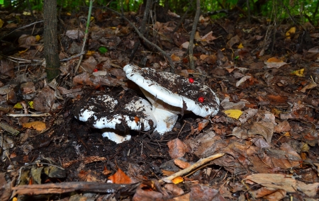 mushroomsの写真素材