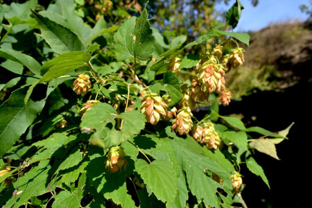 wild hops