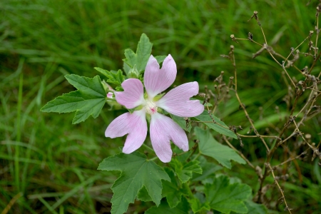 pink flowerの写真素材