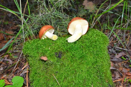 mushroomsの写真素材