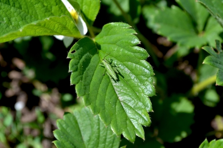 grasshopperの写真素材