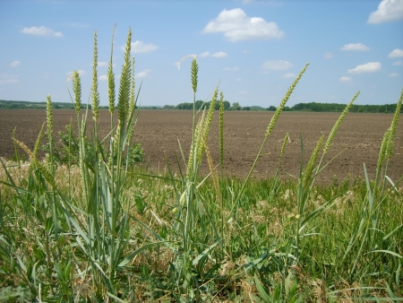 rural landscapeの写真素材
