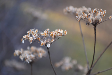 grass seeds