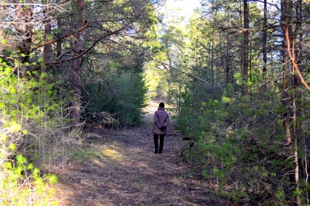 Walk in the woodsの写真素材