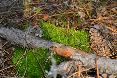 Green moss growing on the forest meadowの写真素材