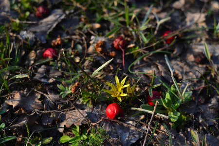 The first flowers of springの写真素材