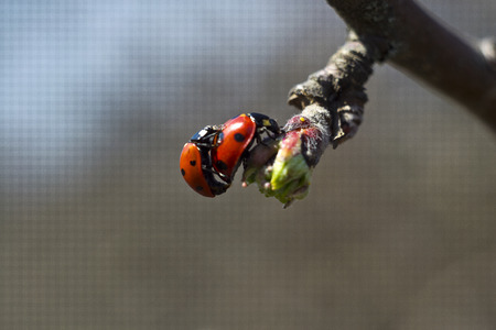 Ladybugの写真素材