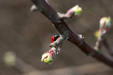 Ladybugの写真素材