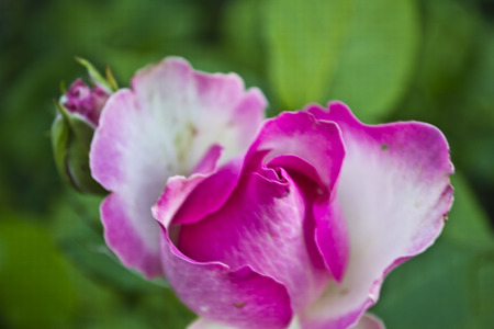 roseの写真素材