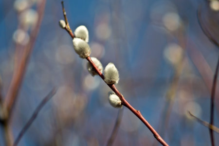 Flowers willow