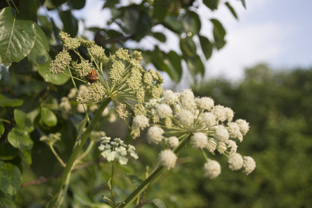 wild flowersの写真素材