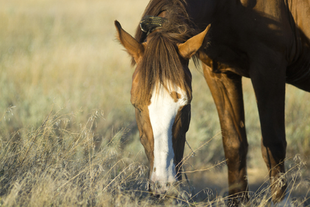 horseの写真素材