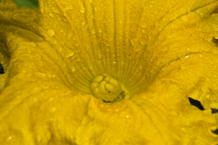 pumpkin flowerの写真素材