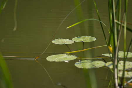 The leaves of water liliesの写真素材