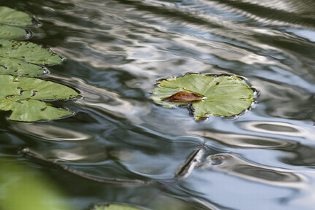 The leaves of water liliesの写真素材