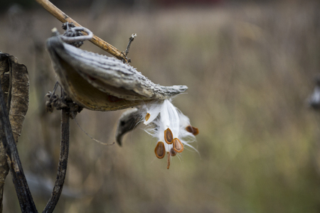 Asclepias syriacaの写真素材