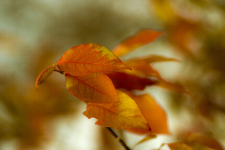 autumn leavesの写真素材