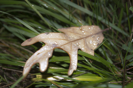 autumn leavesの写真素材