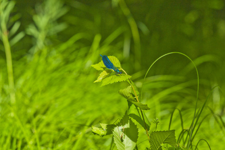 dragonfly on a green grassの写真素材