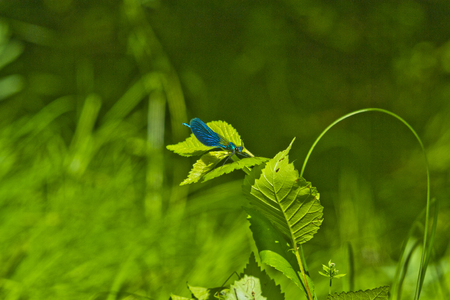Dragonflyの写真素材