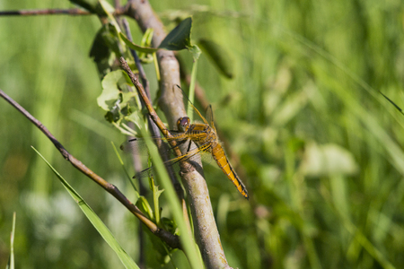 dragonfly background.の写真素材