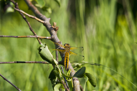 dragonflyの写真素材