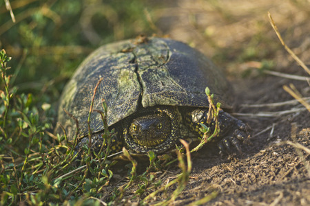turtle walks on the roadの写真素材