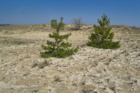 Two pinesの写真素材