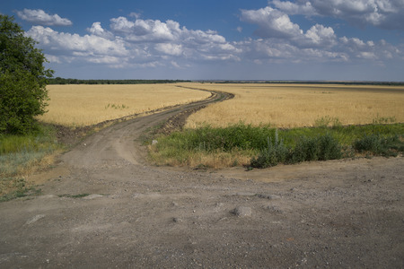 wheat field in ruralの写真素材