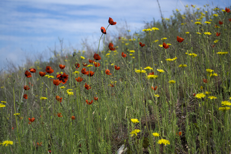 Wild poppies and yellow flowersの写真素材