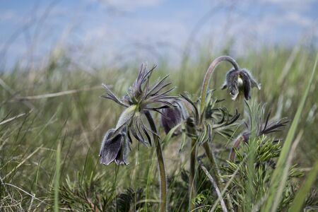 Dream grassの写真素材