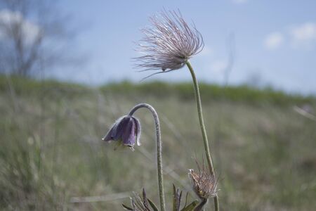 Steppe flowersの写真素材