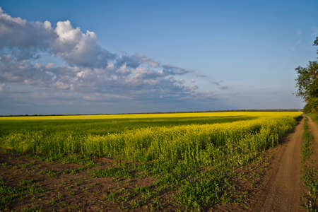Mustard fieldの写真素材