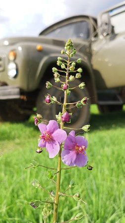 Wild flowersの写真素材