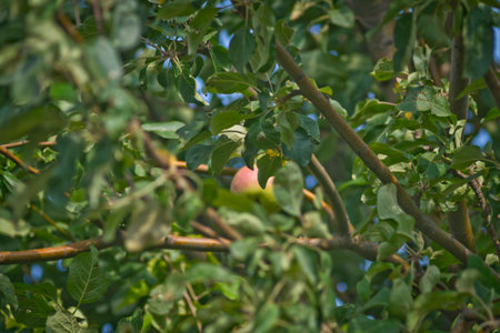 Apple on a branchの写真素材