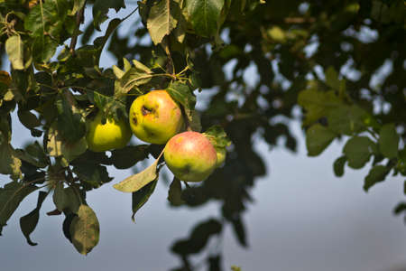 Apples on a branchの写真素材