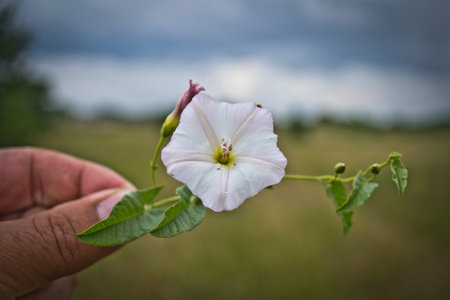 Morning glory flower in hand on blurred background. (Scientific name Convolvulus arvensis)