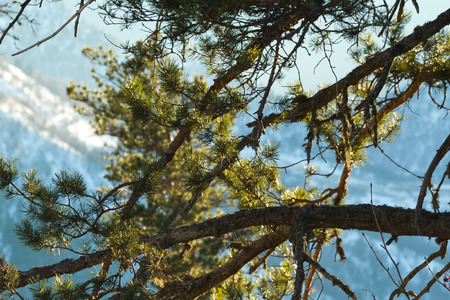 Winter mountains landscape (Caucasus, Russia): mountain slopes far away covered by snow and forest and alight by sun visible through pattern of the pine branches. の写真素材