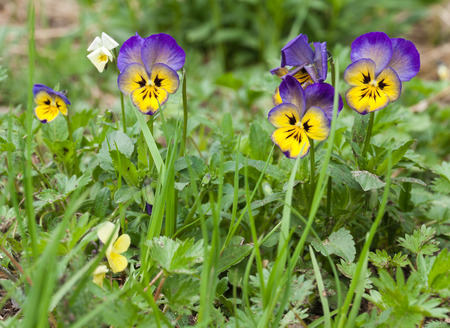 Botanic gardening plant nature image: pansy (viola tricolor, Viola cornuta) flowers closeup among green plants over blurred . Can be used as a wallpaper or postcard.の写真素材