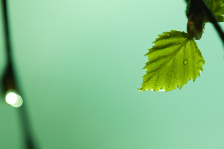 Natural seasonal spring eco backgrond: young birch leaf closeup with water / rain / dew drops and defocused green forest backdrop. Can be used as a wallpaper or postcard.の写真素材