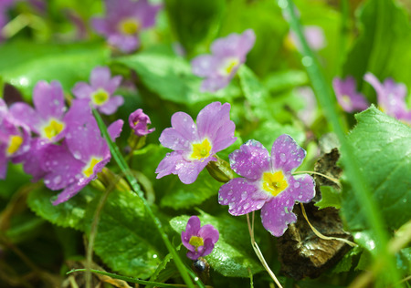 Botanic gardening plant nature image: primrose (primula, oxlip) flowers with water drops (dew) closeup among green plants over blurred . Can be used as a wallpaper or postcard.の写真素材